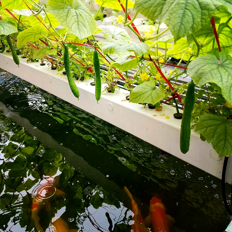 攀枝花市大田灌溉鱼菜共生 - 方案